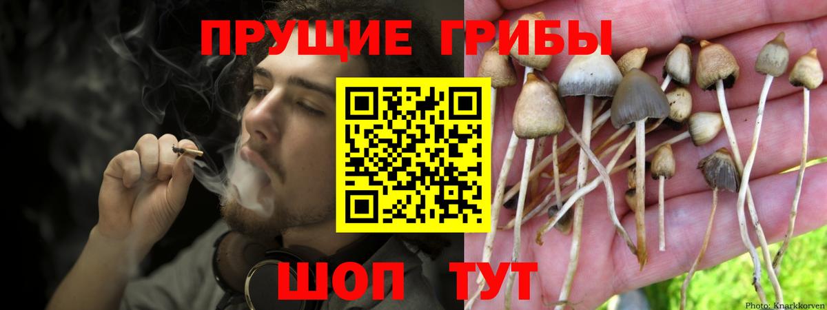 Псилоцибиновые грибы MAGIC MUSHROOMS  Галлюциногенные грибы Cubensis  Алатырь  Вход с VPN 